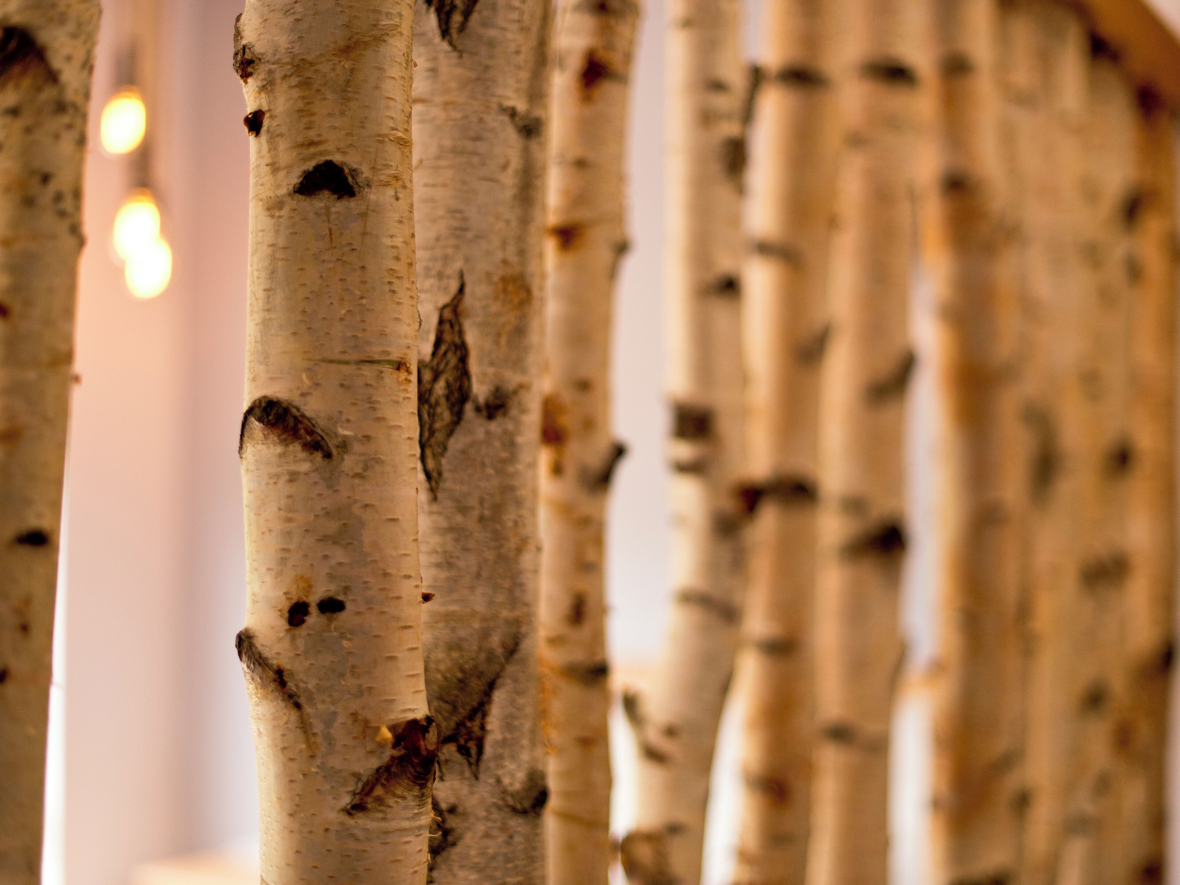 A close-up of birch tree trunks with a blurred background.