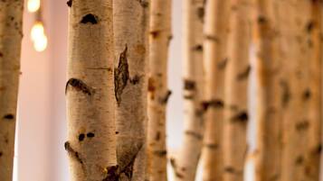 A close-up of birch tree trunks with a blurred background.