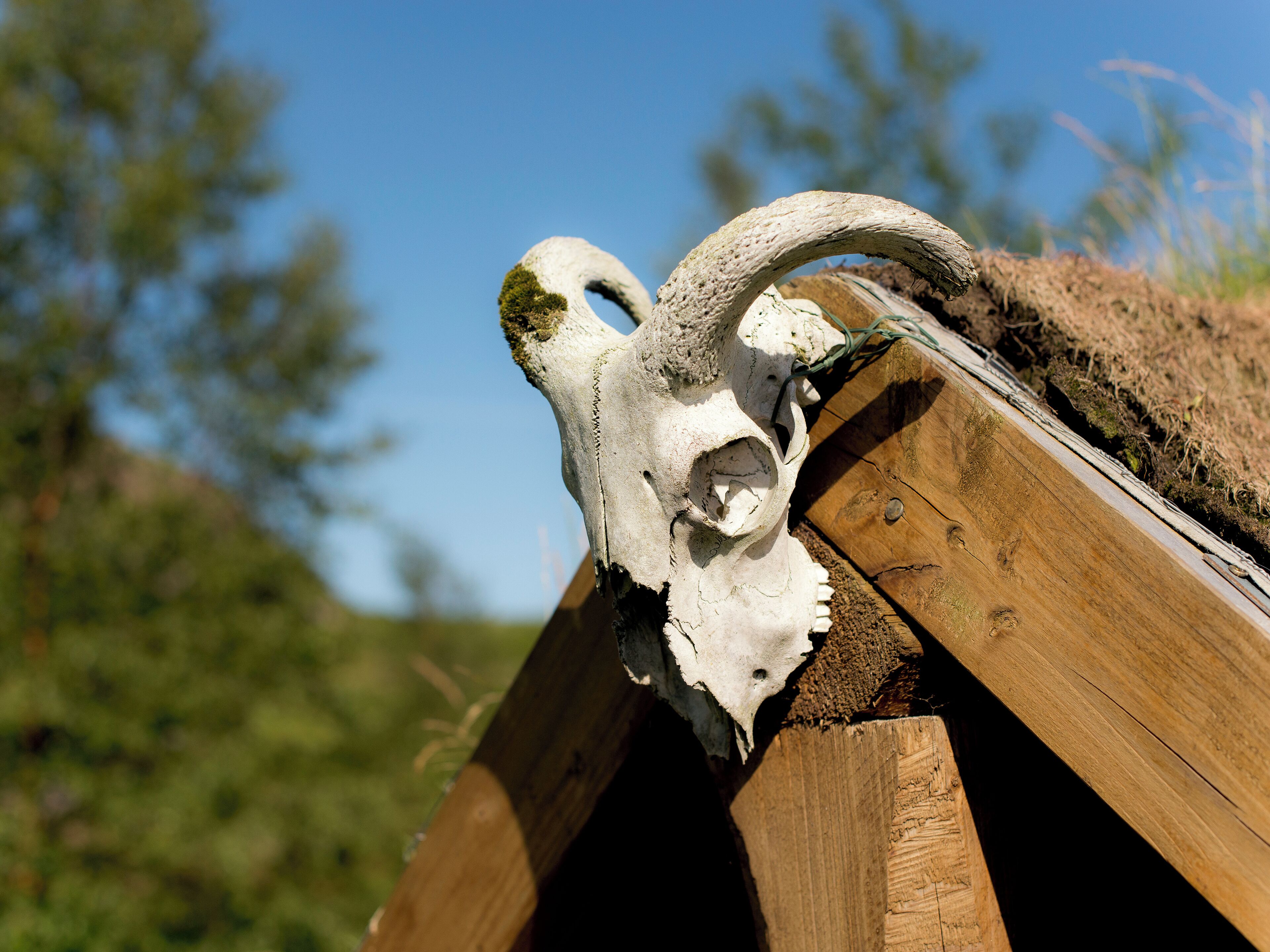 A wooden structure with a skull mounted on it.
