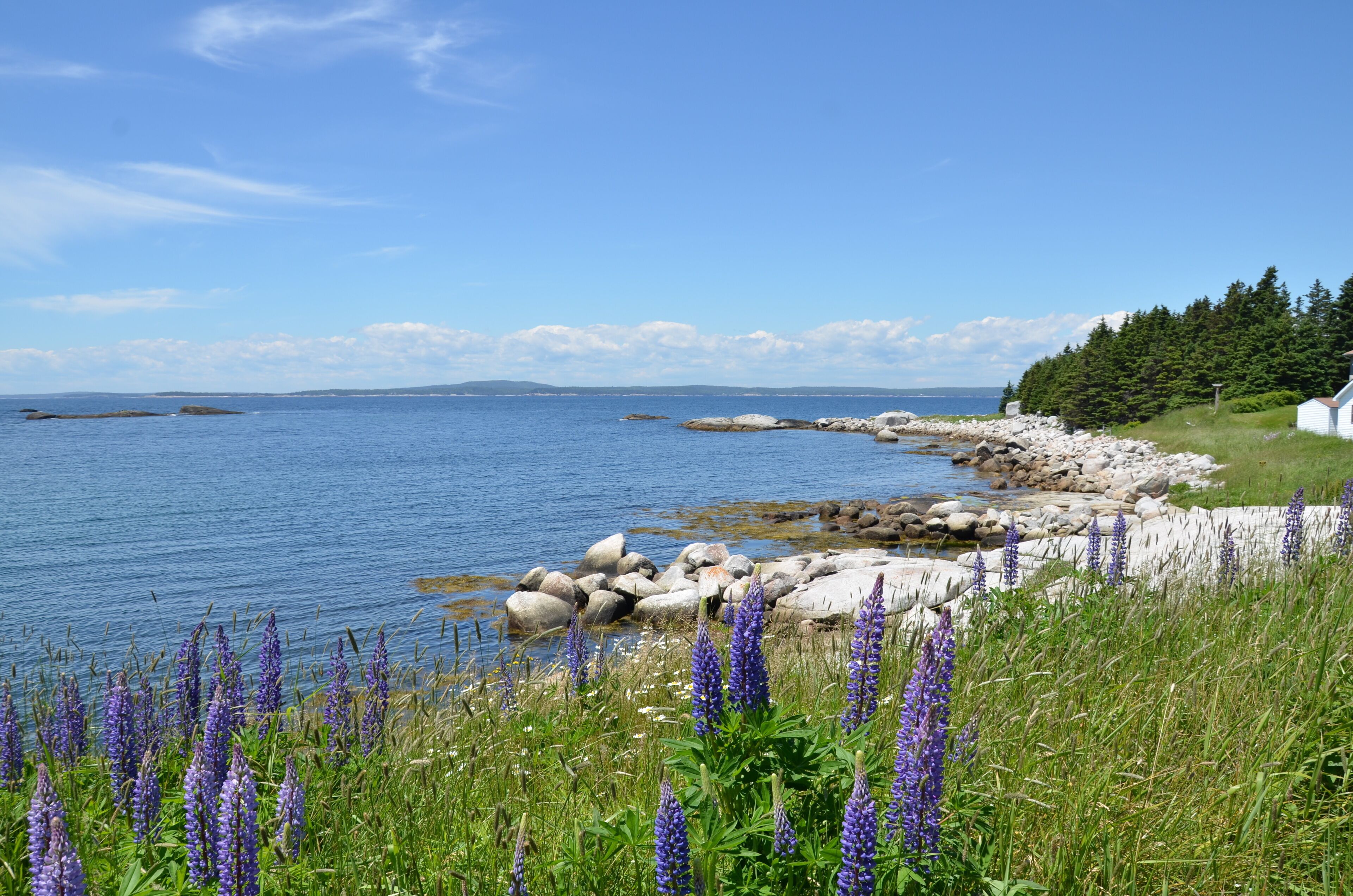 A coastal landscape with a rocky shoreline, a small white building, and purple flowers in the foreground.