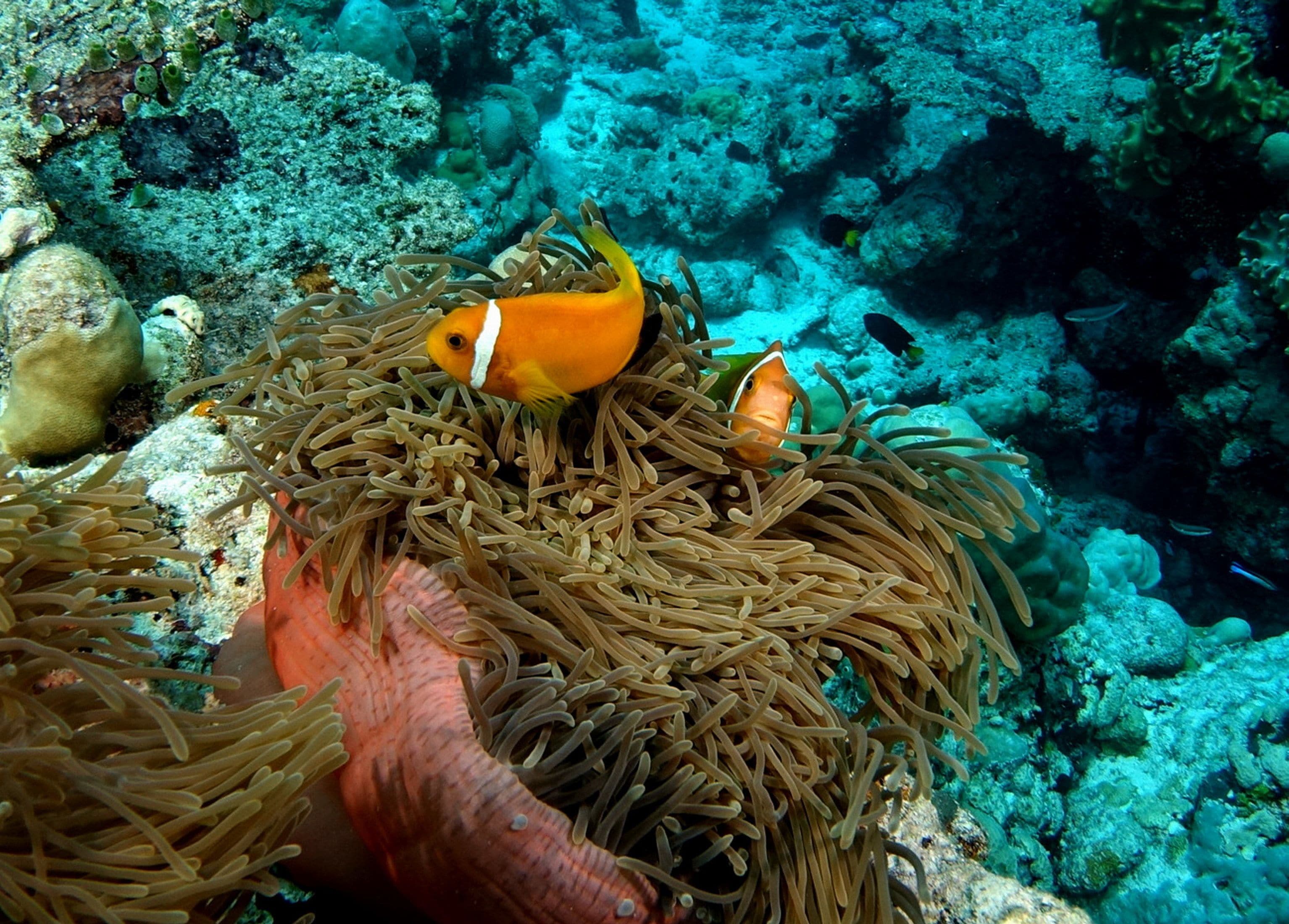 Photo - Plumeria Maldives