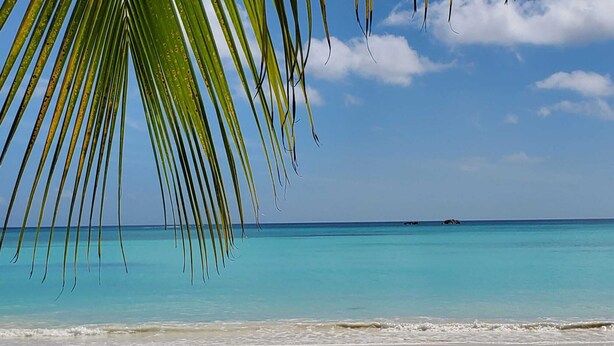Een strand met helder turquoise water, een zandstrand en een palmboom.