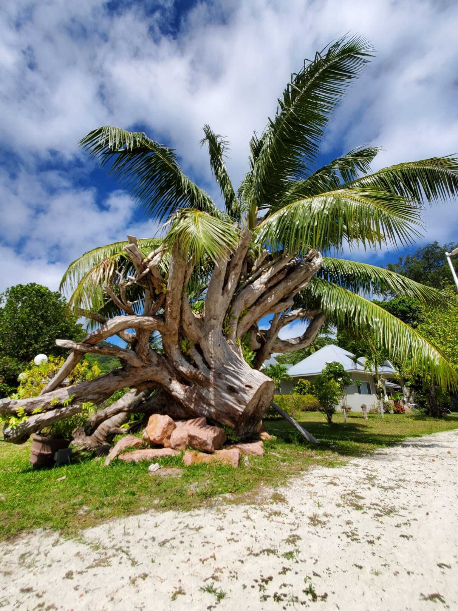 A large, unique palm tree with multiple trunks and a sandy ground.