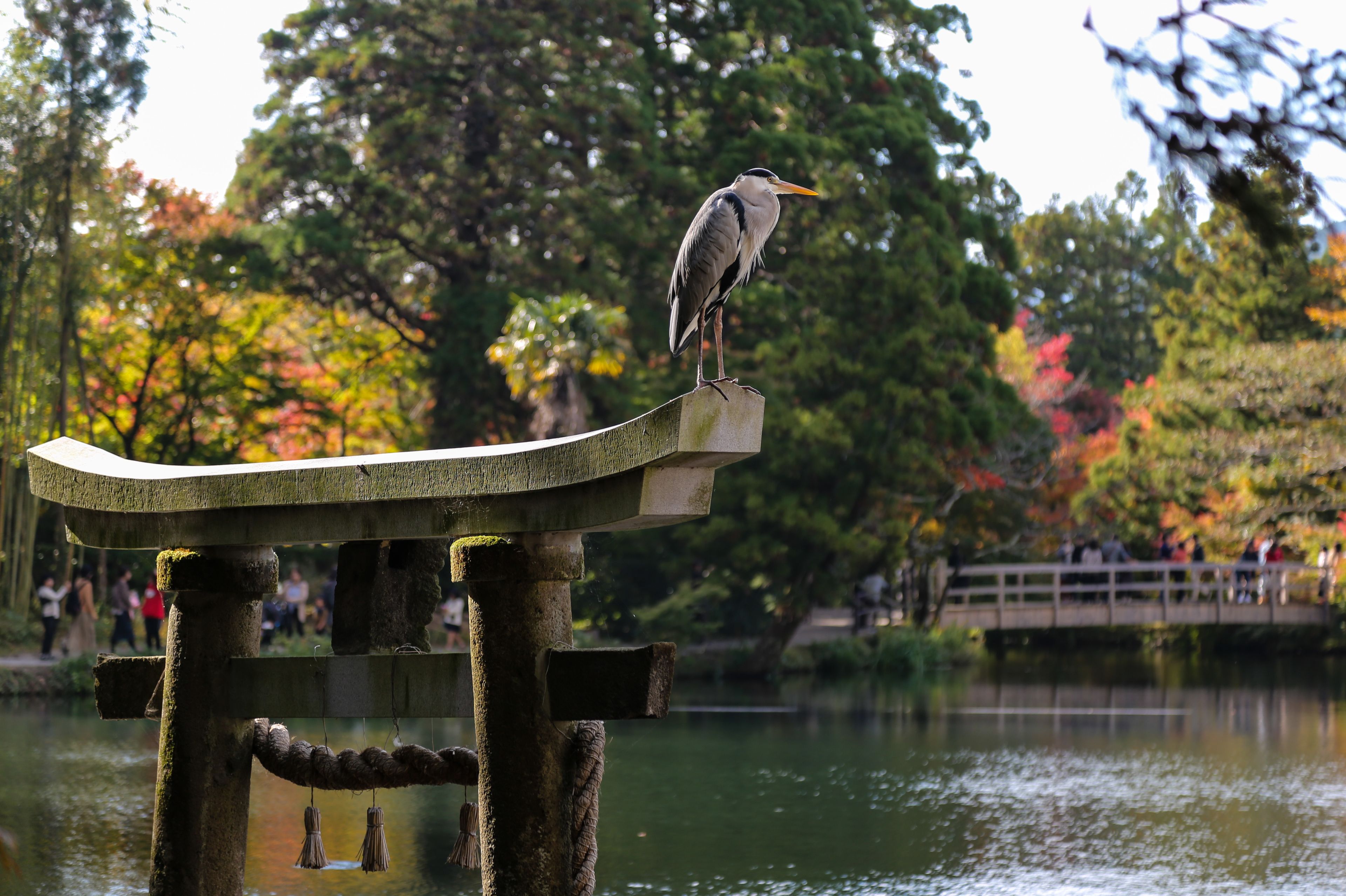 A bird perched on a stone structure by a body of water with trees in the background.
