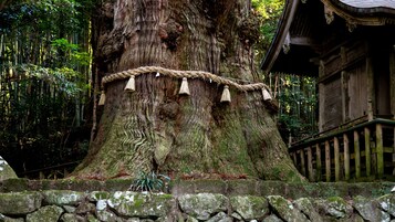 Land view from property