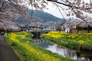 A riverside walkway with blooming trees and a bridge in the background. - Japanese Onsen Ryokan Yufuin Tabinokura (Yufu)