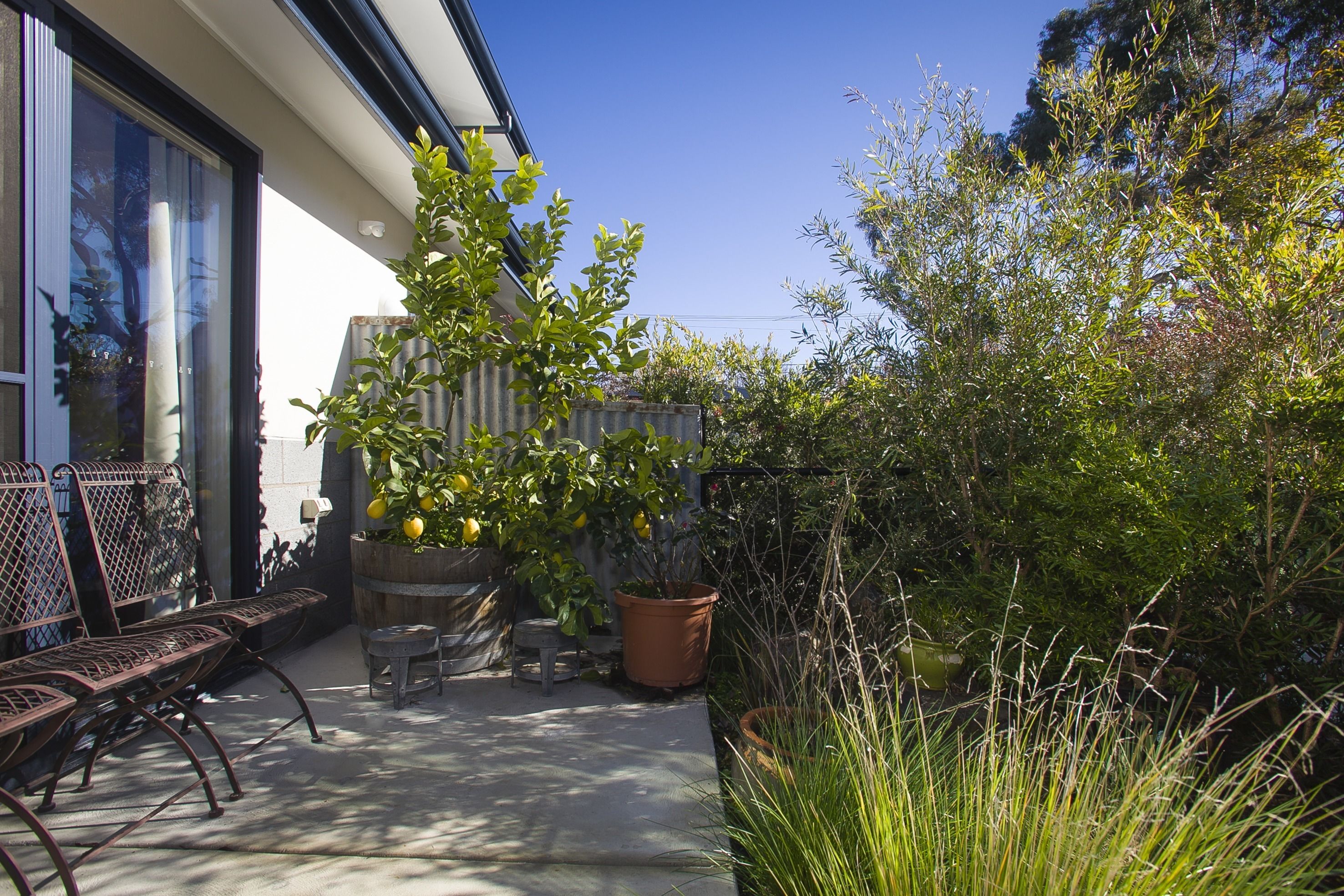 A patio with metal chairs, a table, and a potted lemon tree.