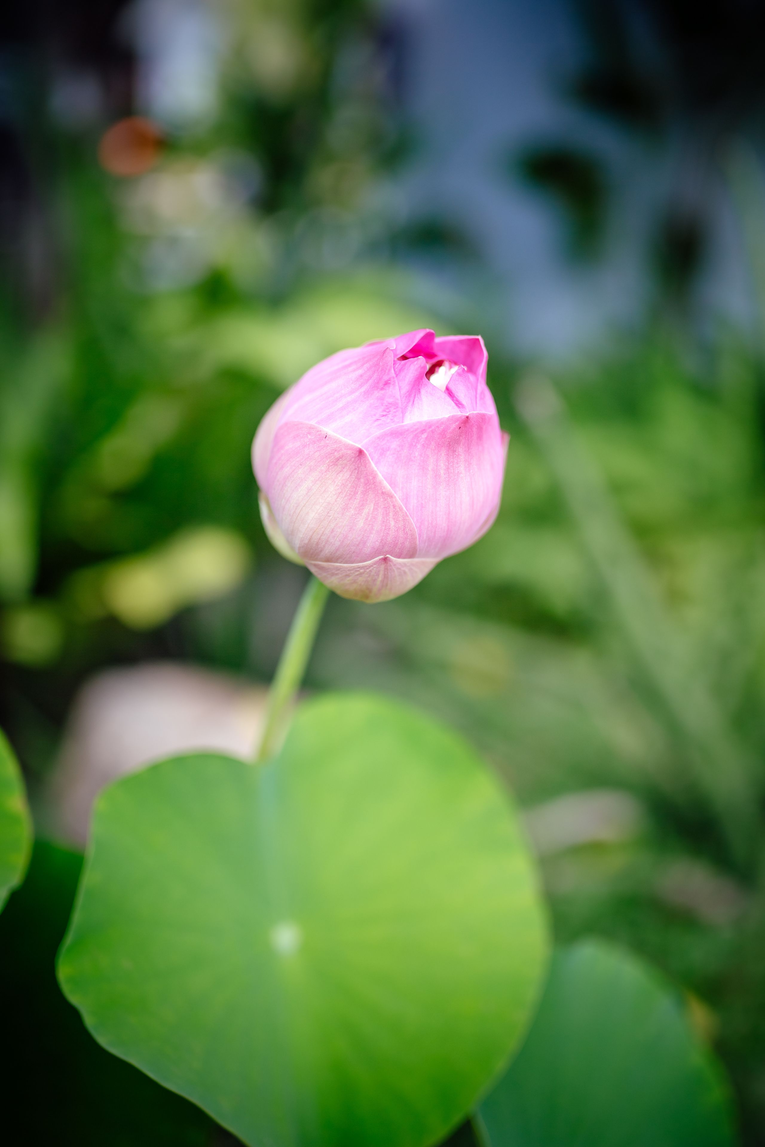 Foto - Secret Garden Beach Resort