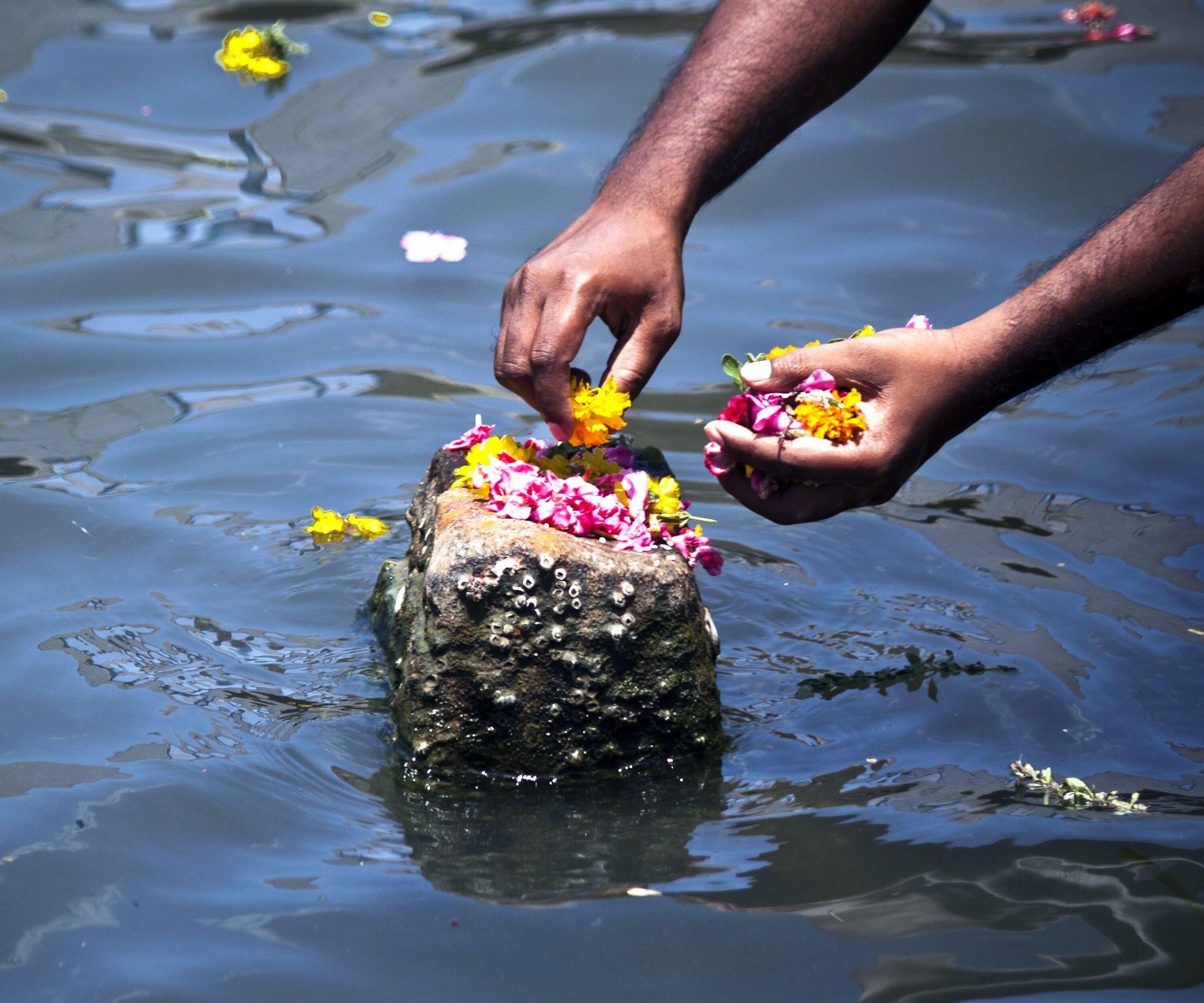 Hands placing flowers on a rock in water.