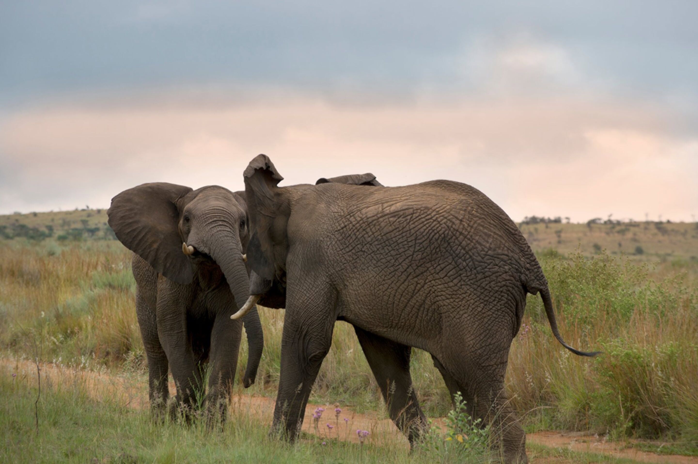 Two elephants in a grassy field with a hilly landscape in the background.