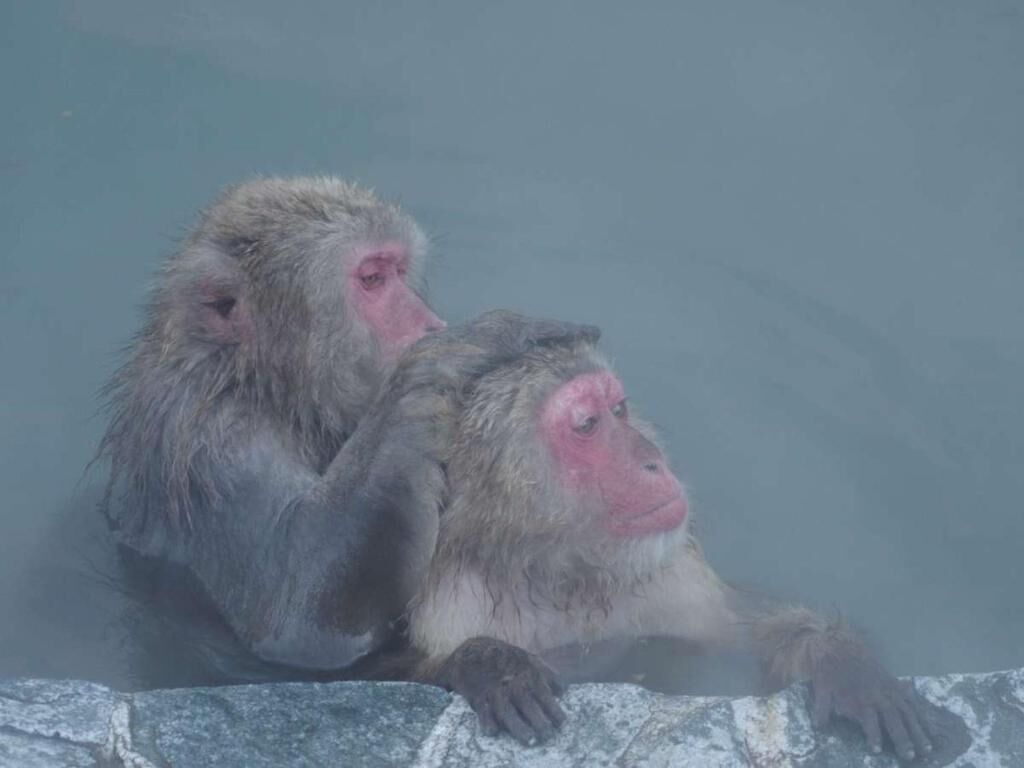 Two monkeys sitting in a misty environment, possibly a hot spring or a similar setting.