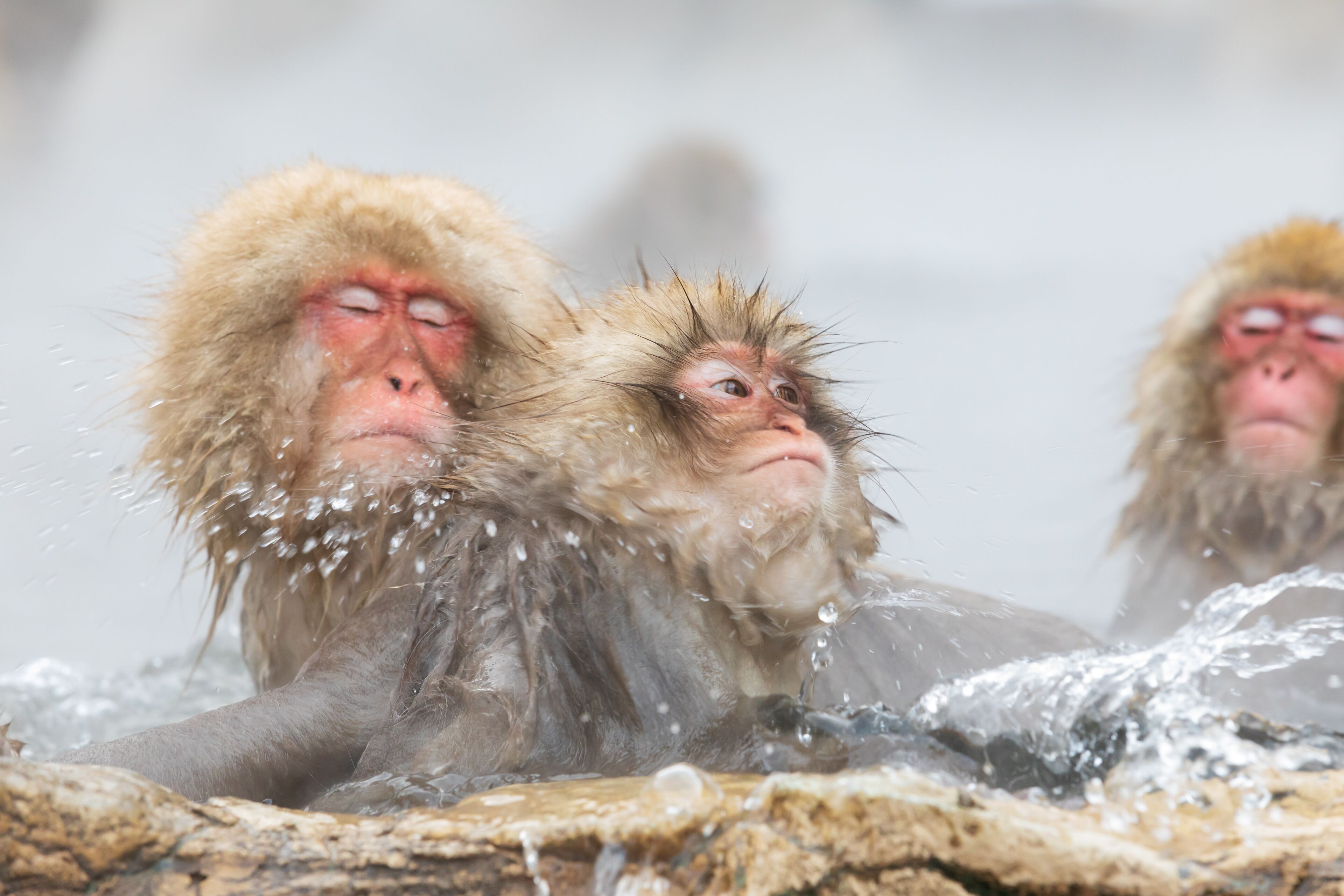 A group of monkeys in a hot spring with visible water splashing around them.