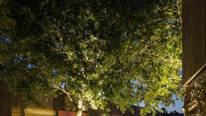 Un edificio moderno con un gran árbol en el centro, muros de piedra y asientos al aire libre.