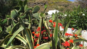 A garden with cacti and red flowers, a white building, and a mountain in the background. - Pensione La Nassa (Lipari)