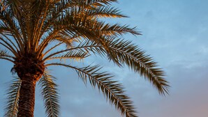 En strand med ett palmträd, en klippig kustlinje och en avlägsen vy över byggnader.