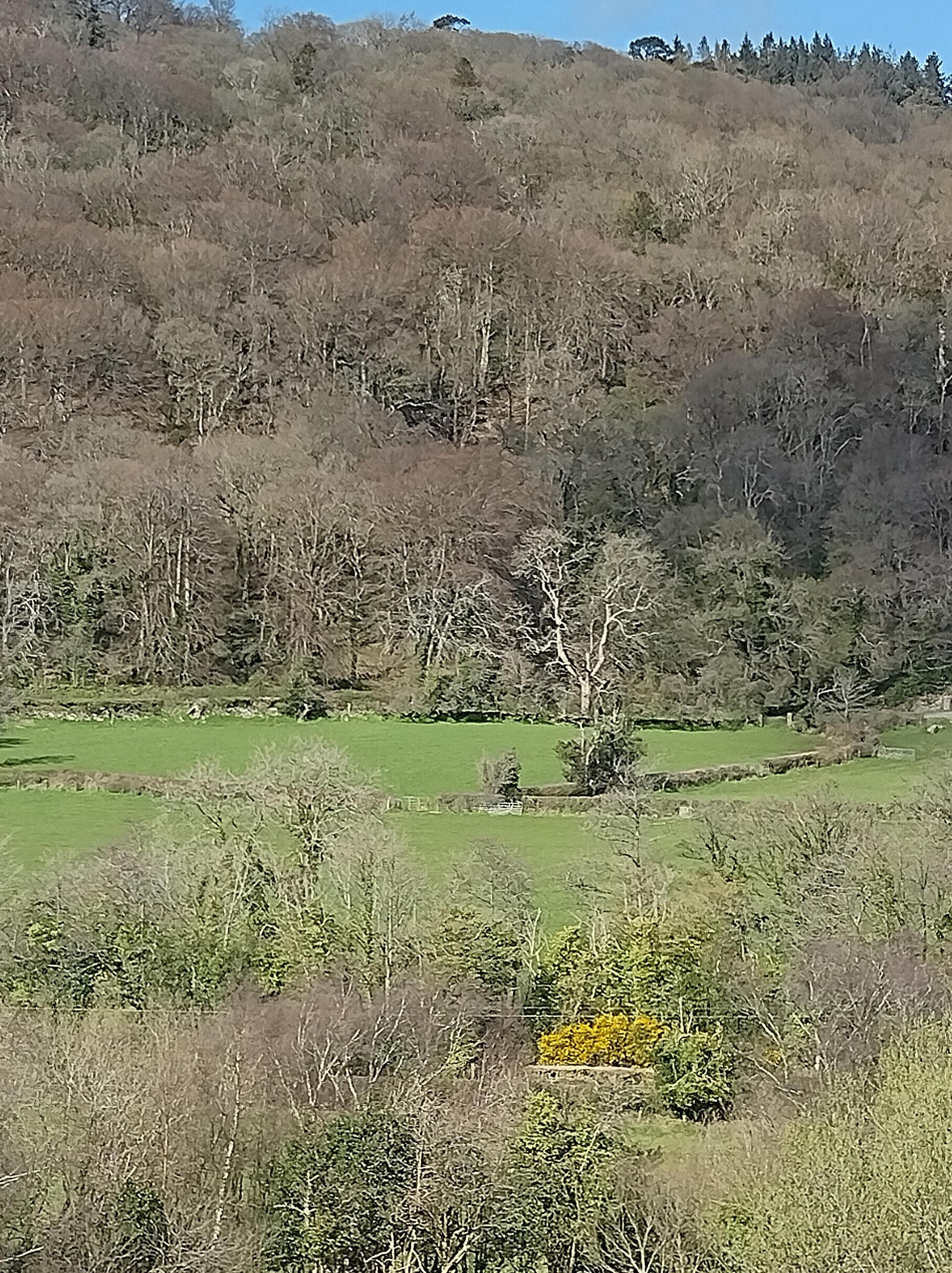 A rural landscape with a hill covered in trees and a green field in the foreground.
