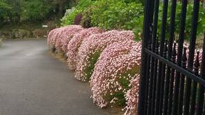 Una entrada cerrada con valla metálica, camino pavimentado y una fila de arbustos rosados en flor.