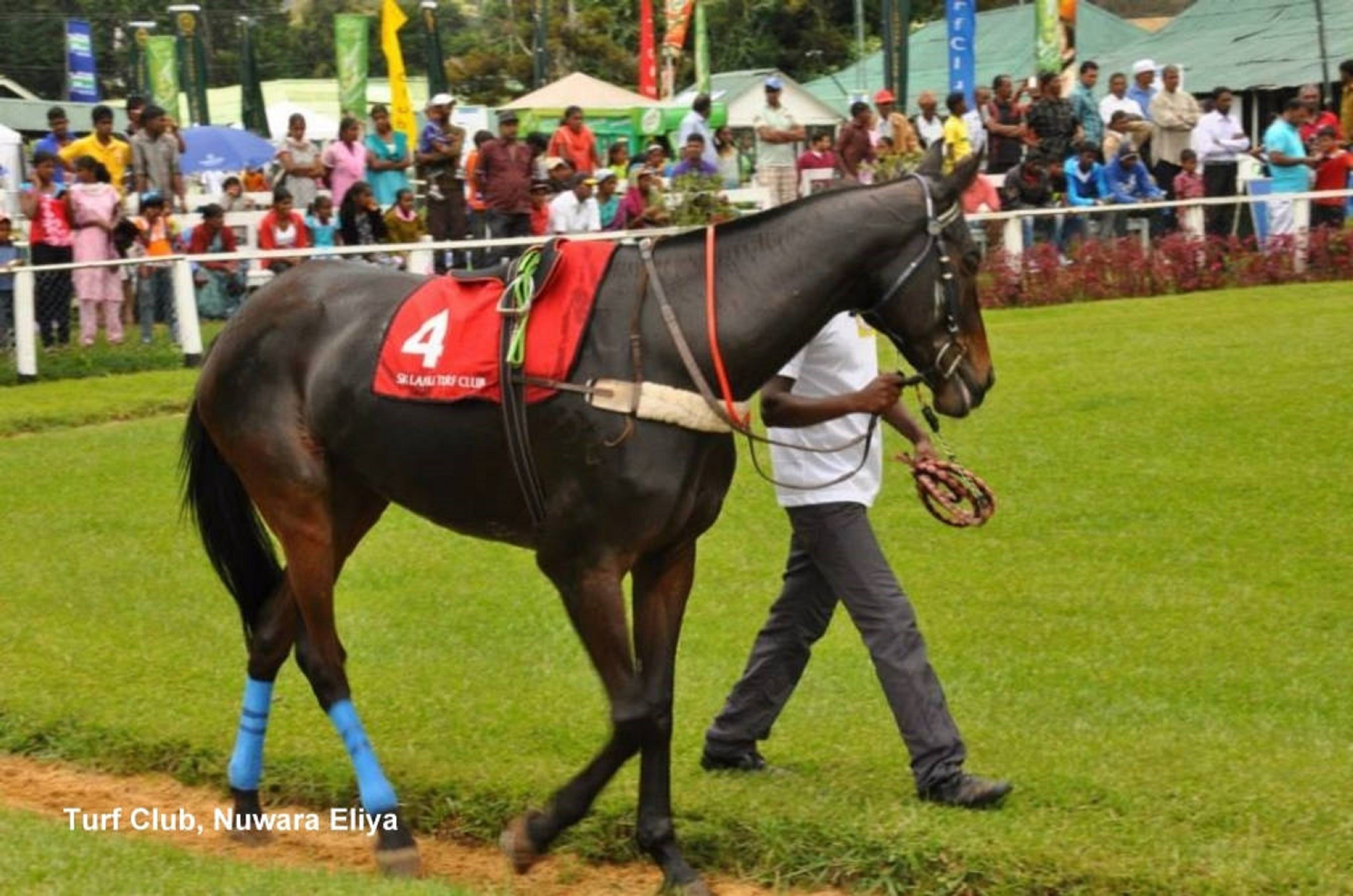 A horse with a saddle labeled "4" walking on a grassy field.