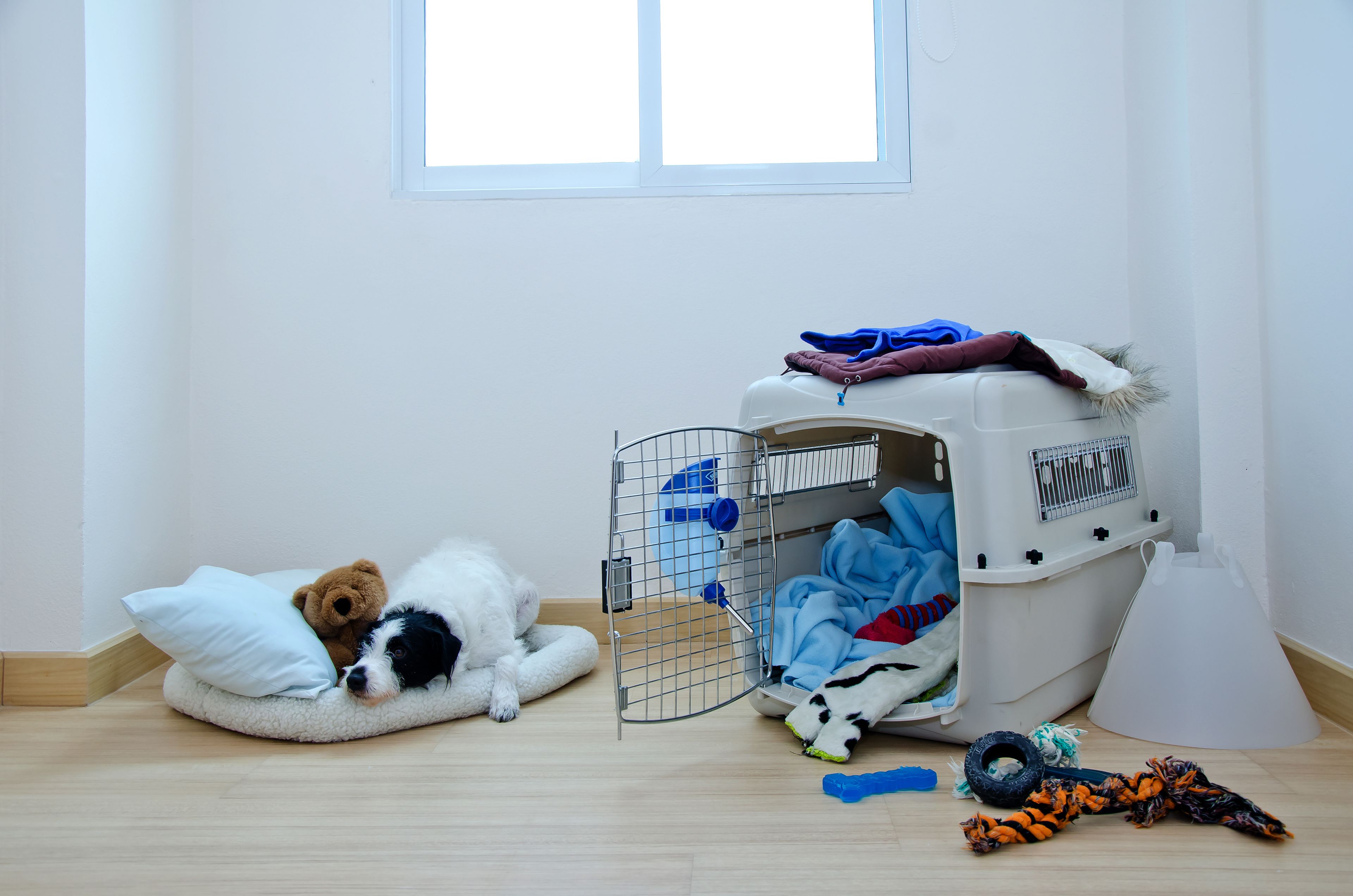 Quarto que aceita animais de estimação, com caminha, caixa de transporte e diversos brinquedos.