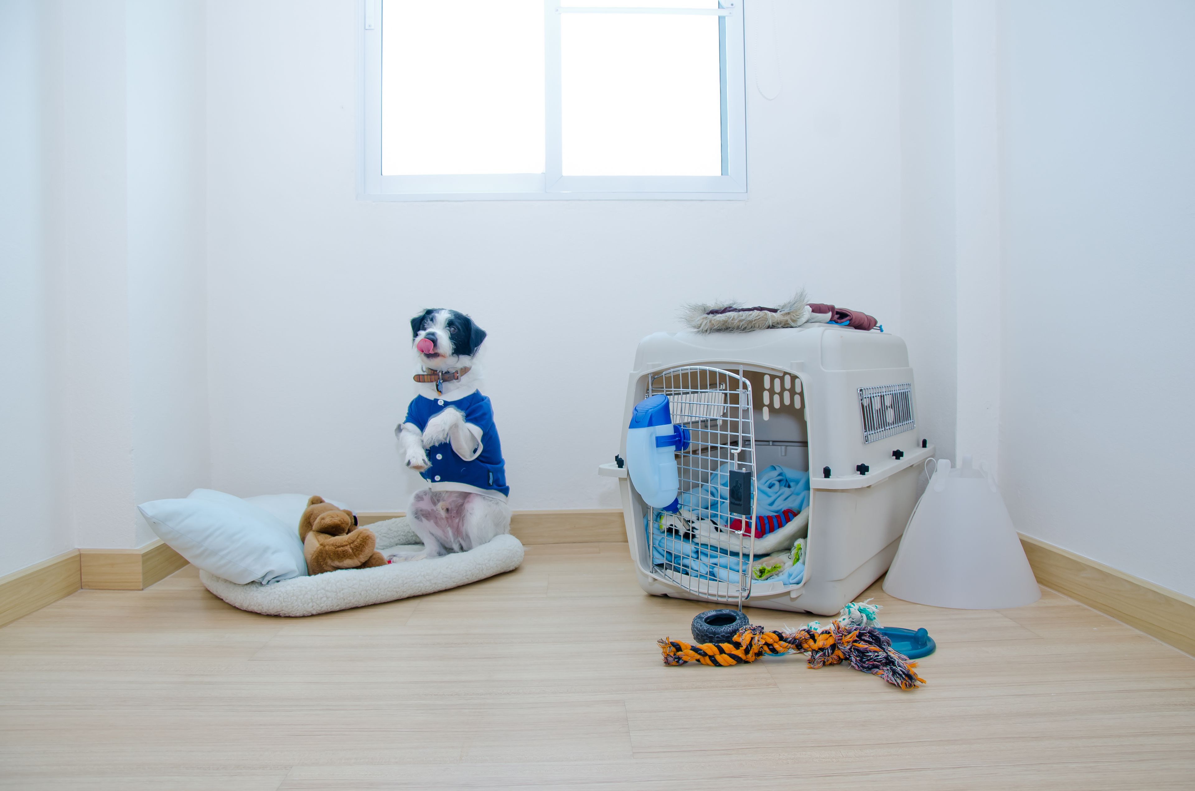 A room with a dog bed, a pet carrier, and toys on the floor.