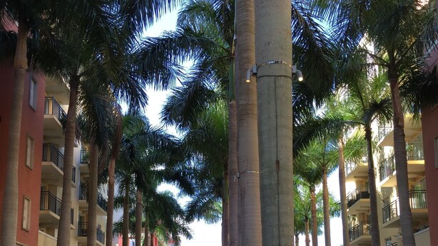 Une rue bordée de hauts palmiers et d’immeubles à plusieurs étages dotés de balcons.