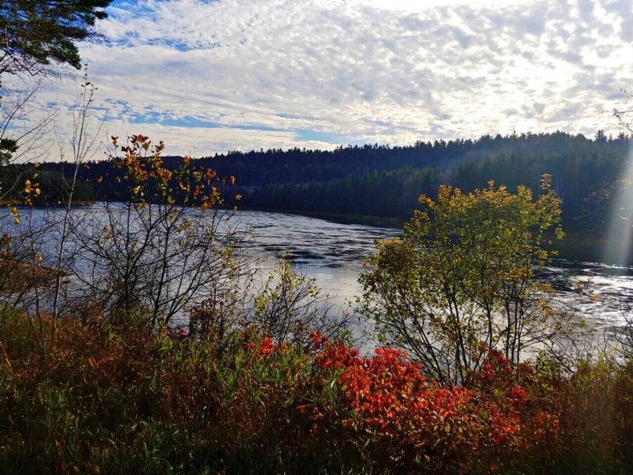 Un lac entouré d’arbres et de végétation.