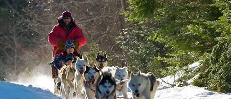 Une personne vêtue d’une veste rouge qui guide un groupe de chiens huskies sur un sentier enneigé.