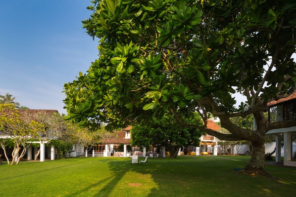 Un patio con un árbol grande, edificios blancos y un césped.