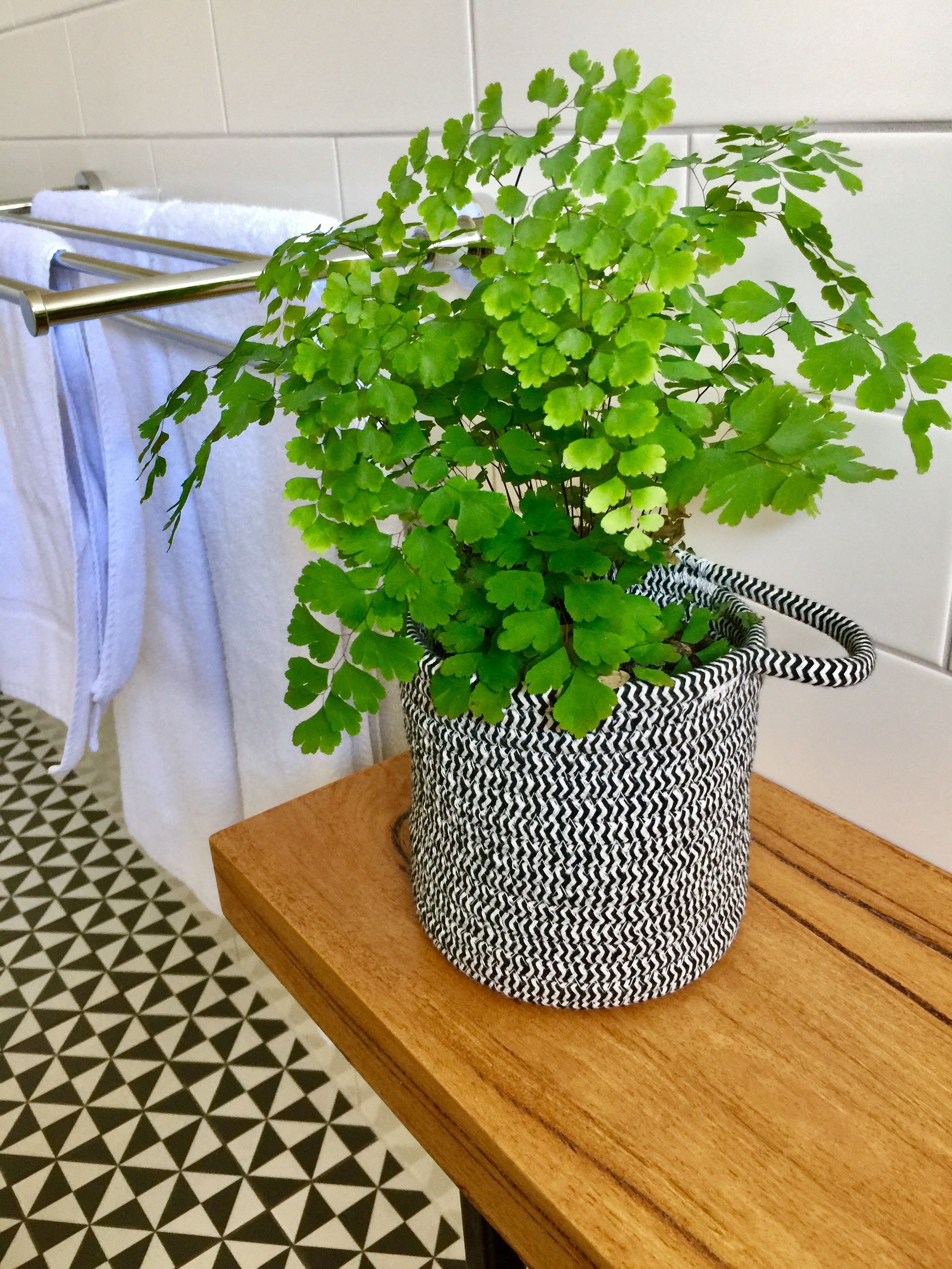 A bathroom with a patterned floor, a wooden shelf, and a potted plant with a black and white zigzag pattern.