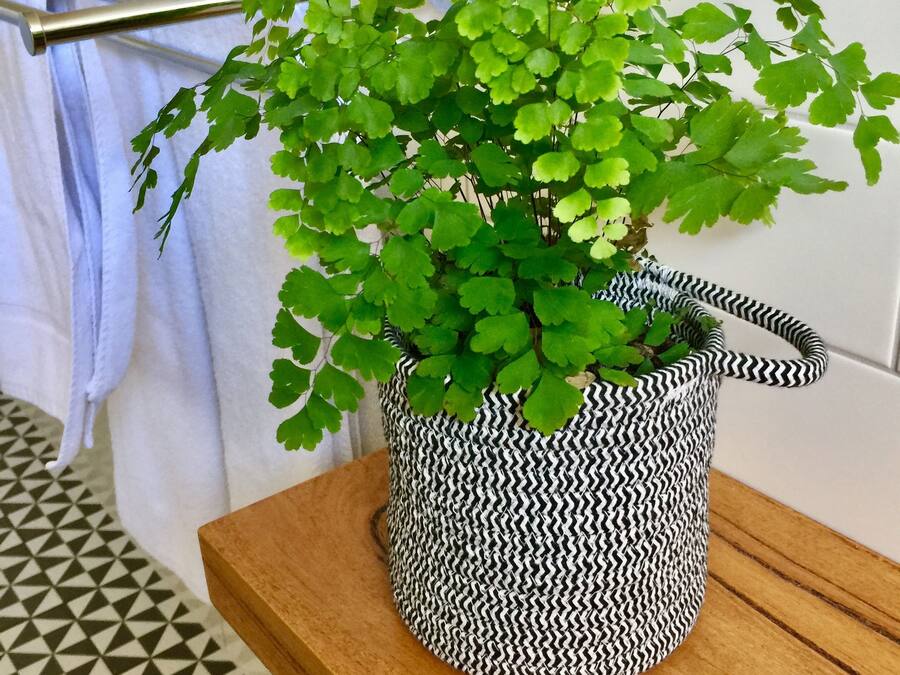 A bathroom with a patterned floor, a wooden shelf, and a potted plant with a black and white zigzag pattern.