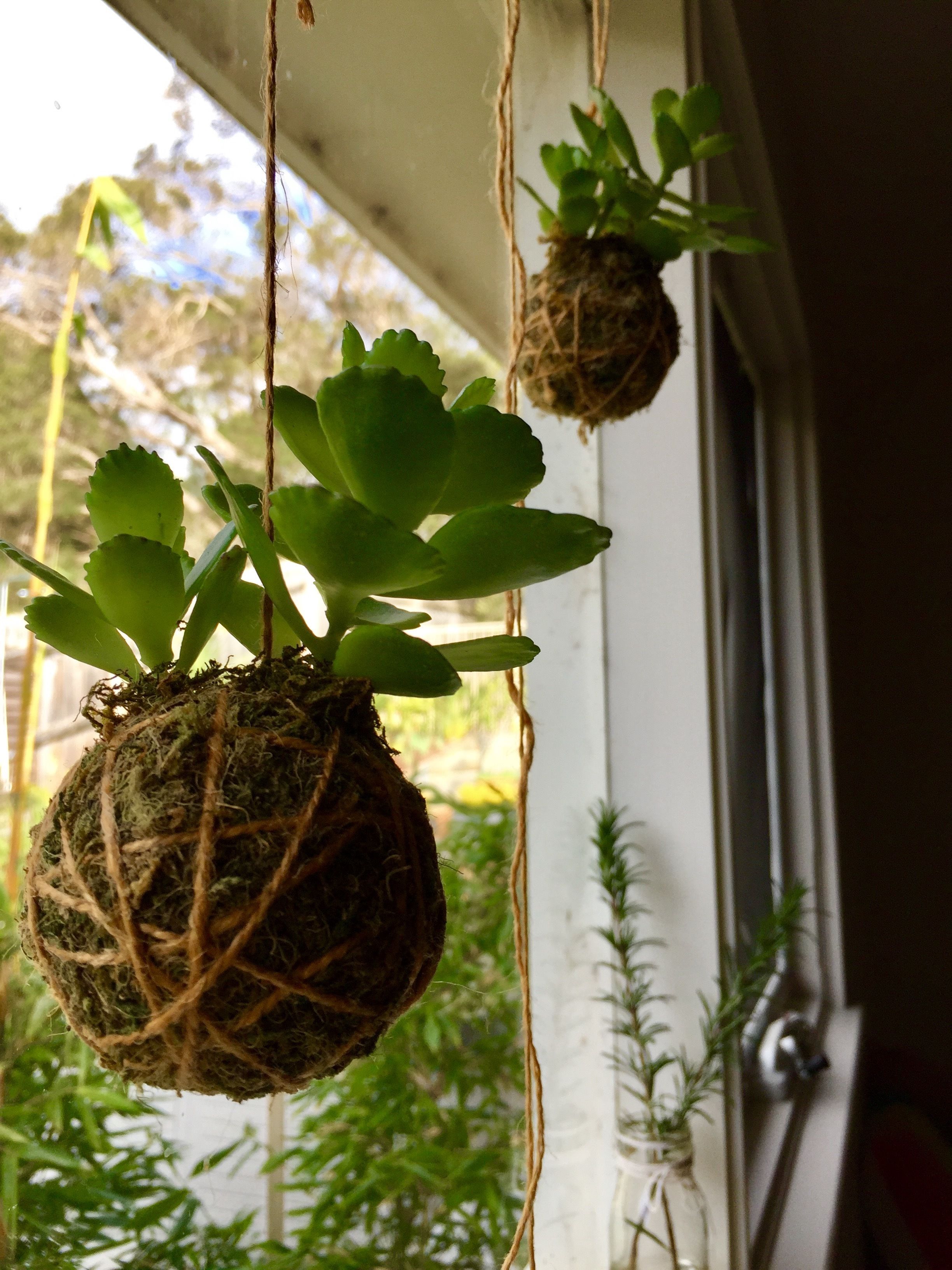 Des jardinières suspendues ornées de plantes vertes et de boules de mousse.