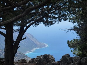 Paisaje costero con un árbol destacado al frente, terreno rocoso y una vista despejada de la costa.