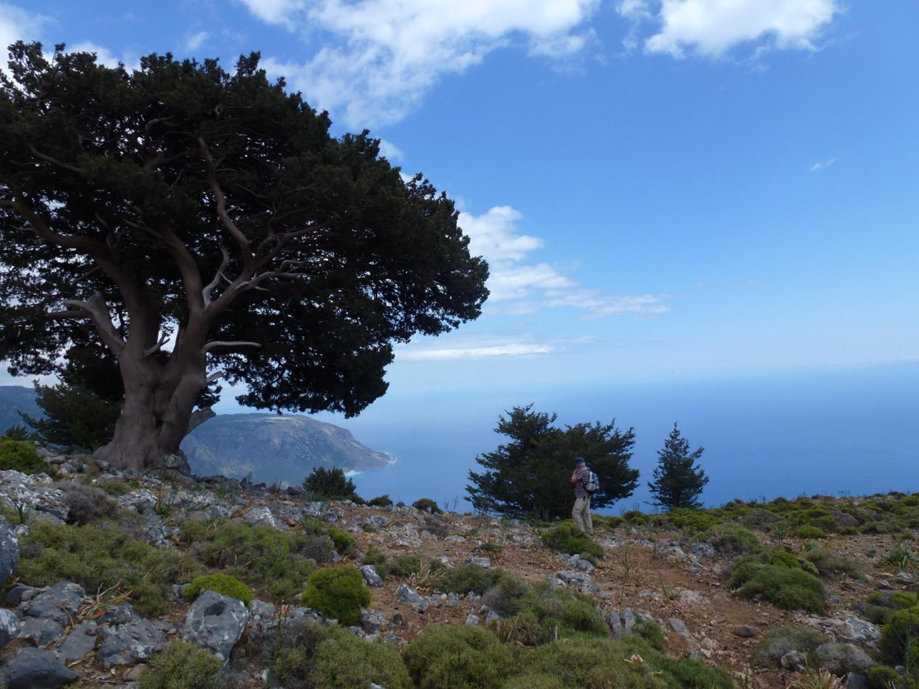 A rocky terrain with sparse vegetation and a prominent tree.