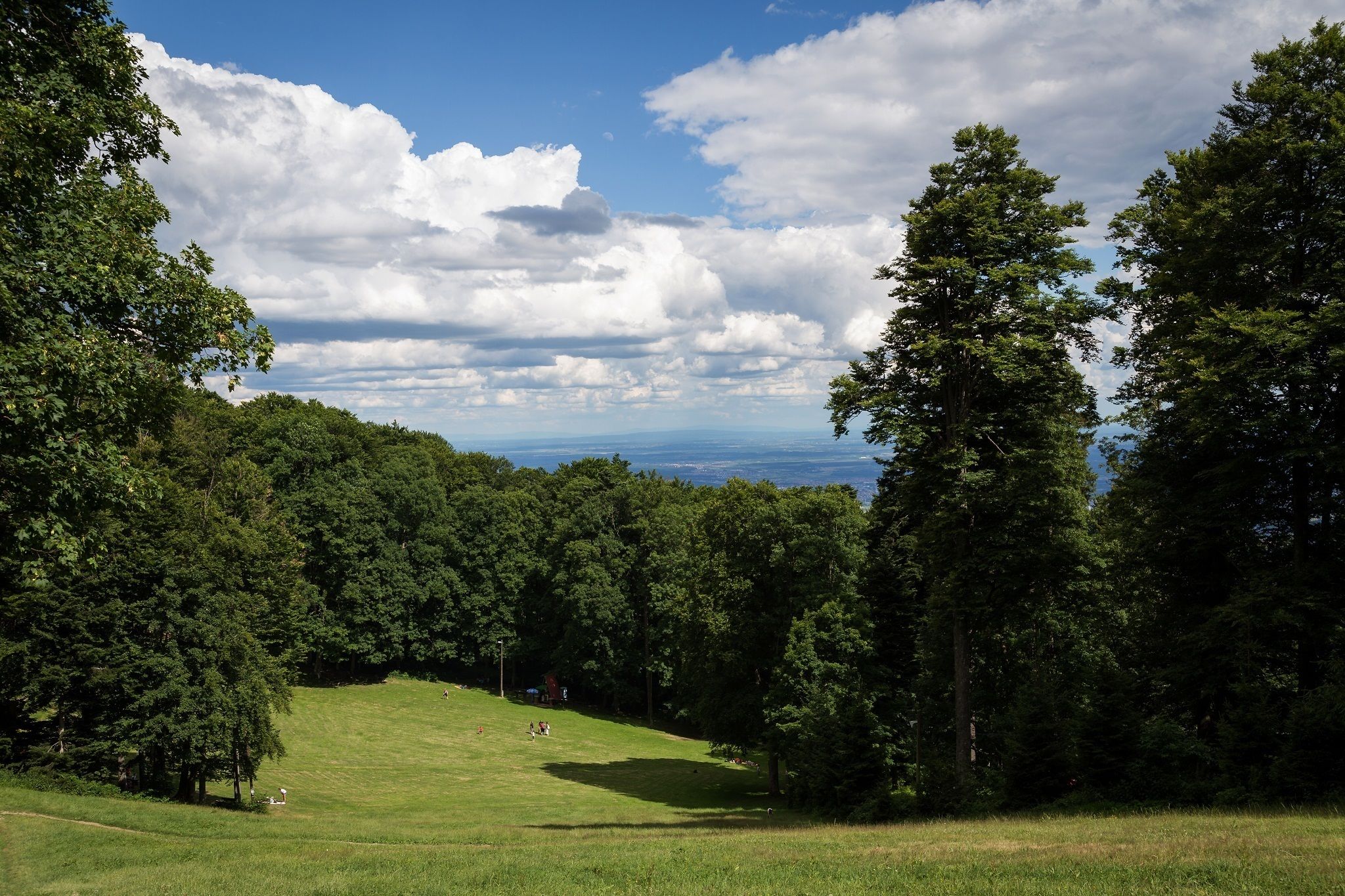 A grassy field with trees and a view of the horizon.