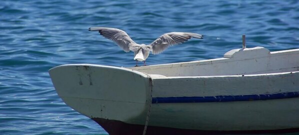 Un ave gaviota posada en el borde de un bote.