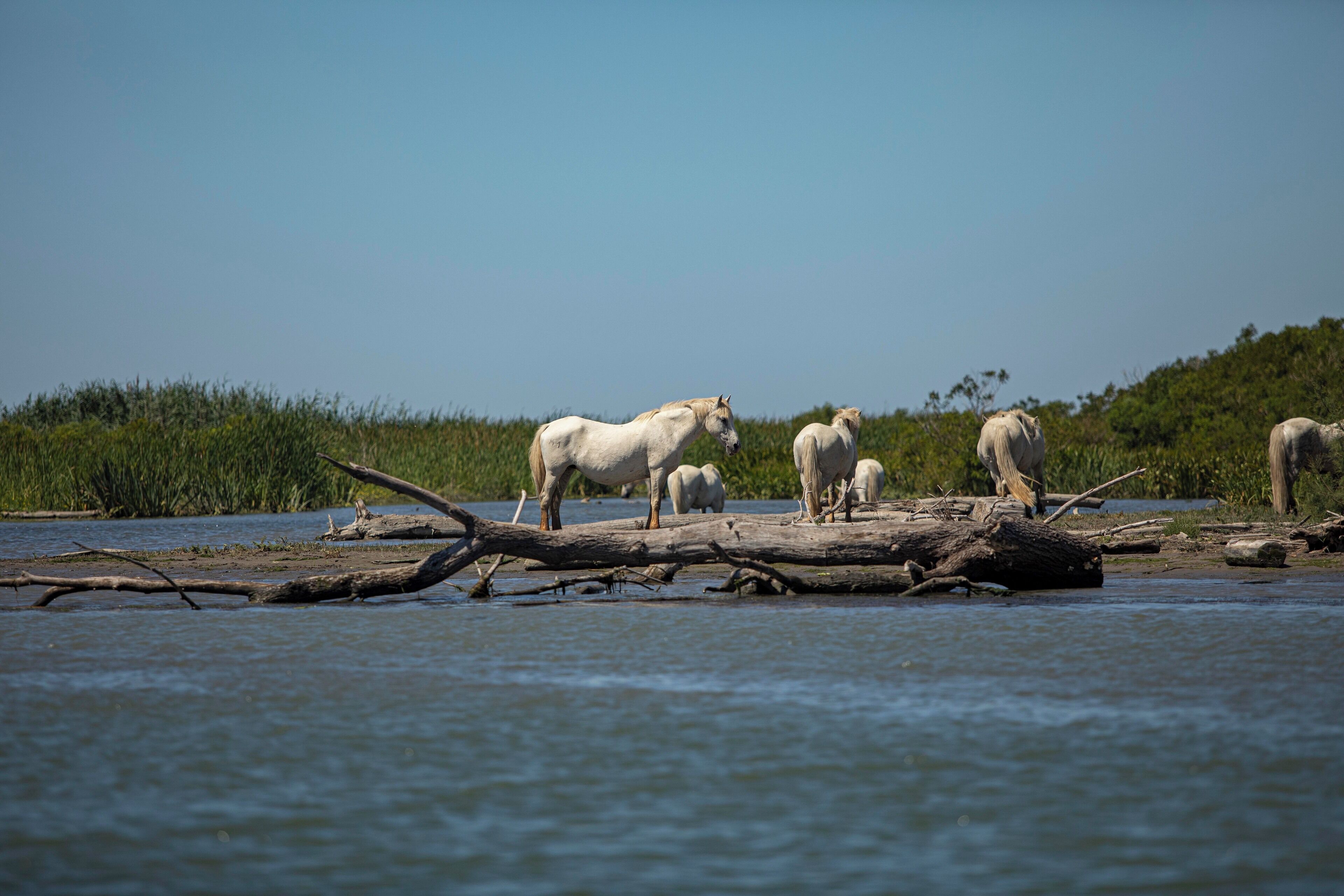 A group of horses standing on a log over water.
