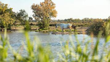 A white horse standing by a calm body of water with trees and grass in the background.