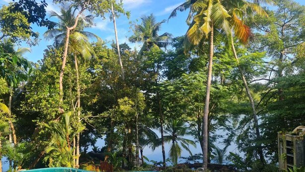 A clear blue swimming pool surrounded by lush greenery and tall palm trees, with a wooden deck and lounge chairs. - Villa Birdlake (Hikkaduwa)