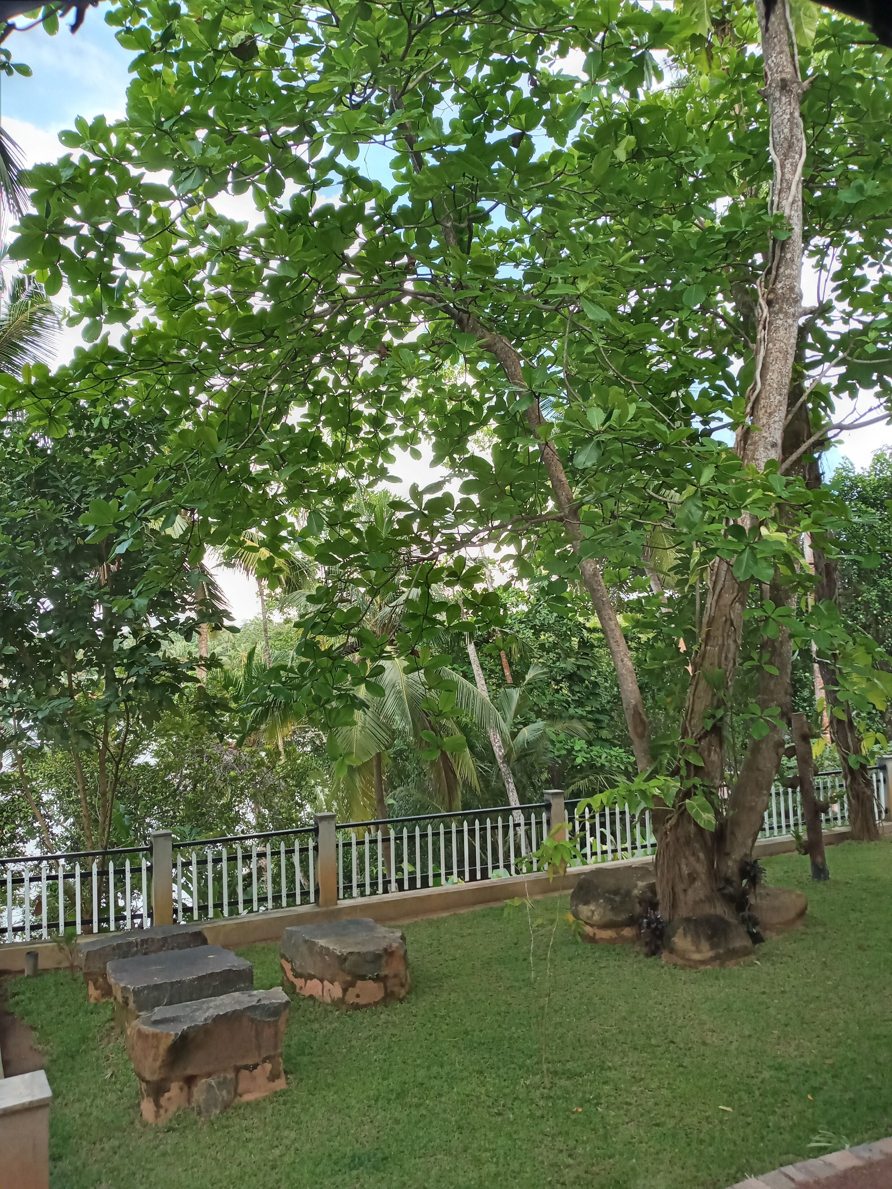 Un jardin luxuriant, avec une clôture blanche en bois, un grand arbre et des bancs en pierre.