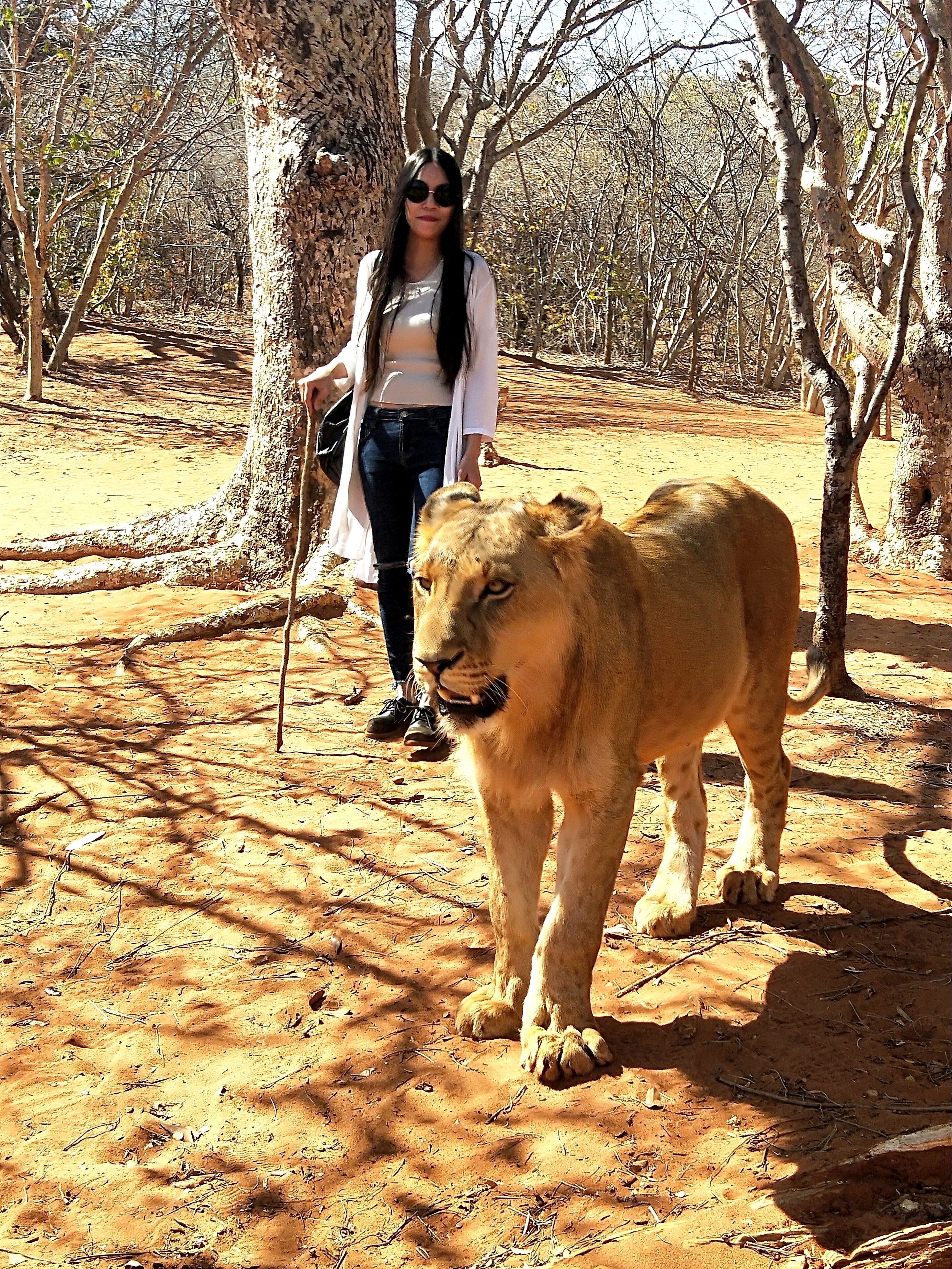 Una persona paseando a un león en una zona boscosa y seca.