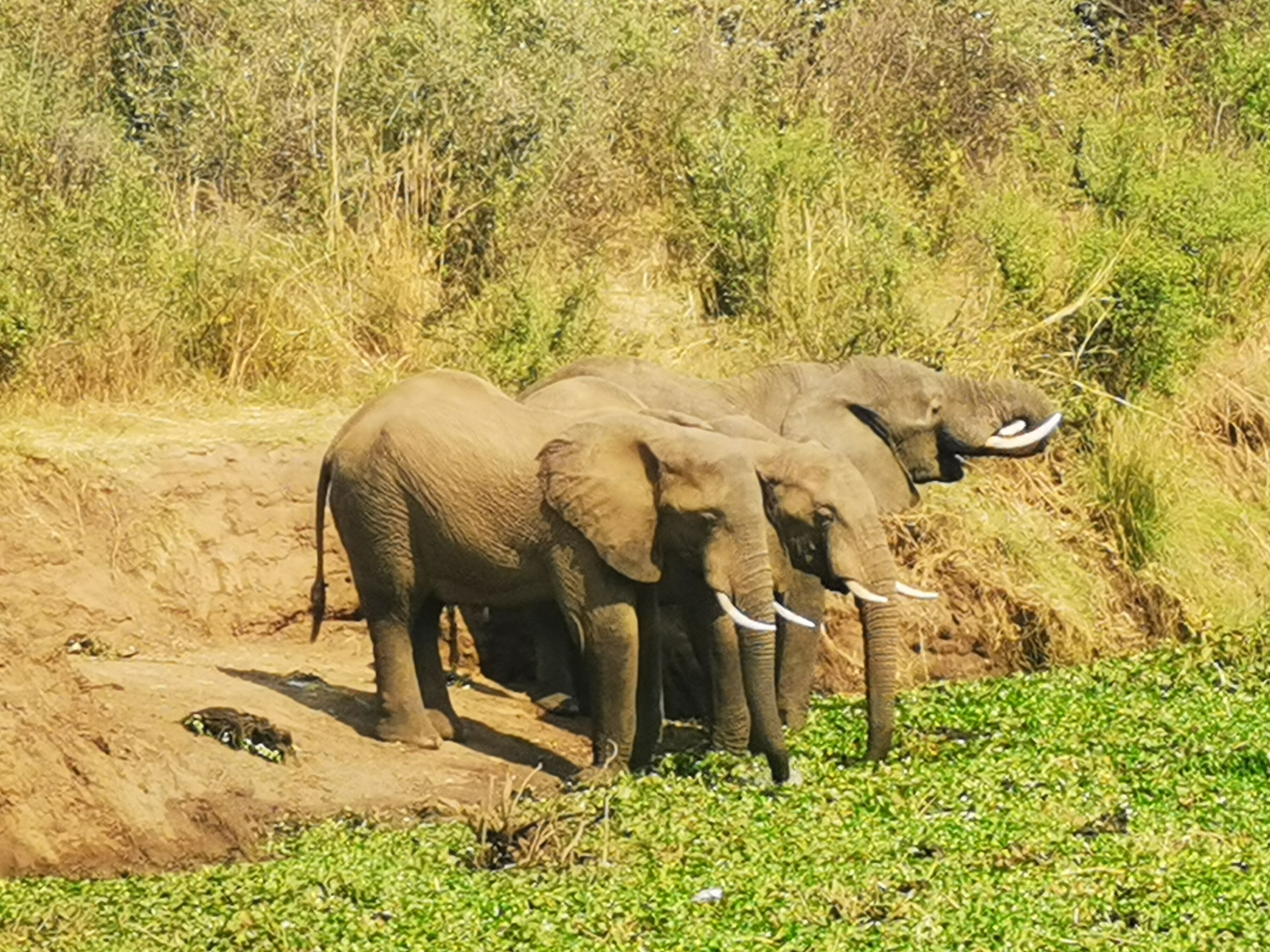 Three elephants standing on a dirt path with green vegetation around.