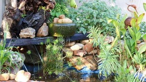 A garden with a pond, rocks, and various plants. - Melite Rooms (Cape Town)