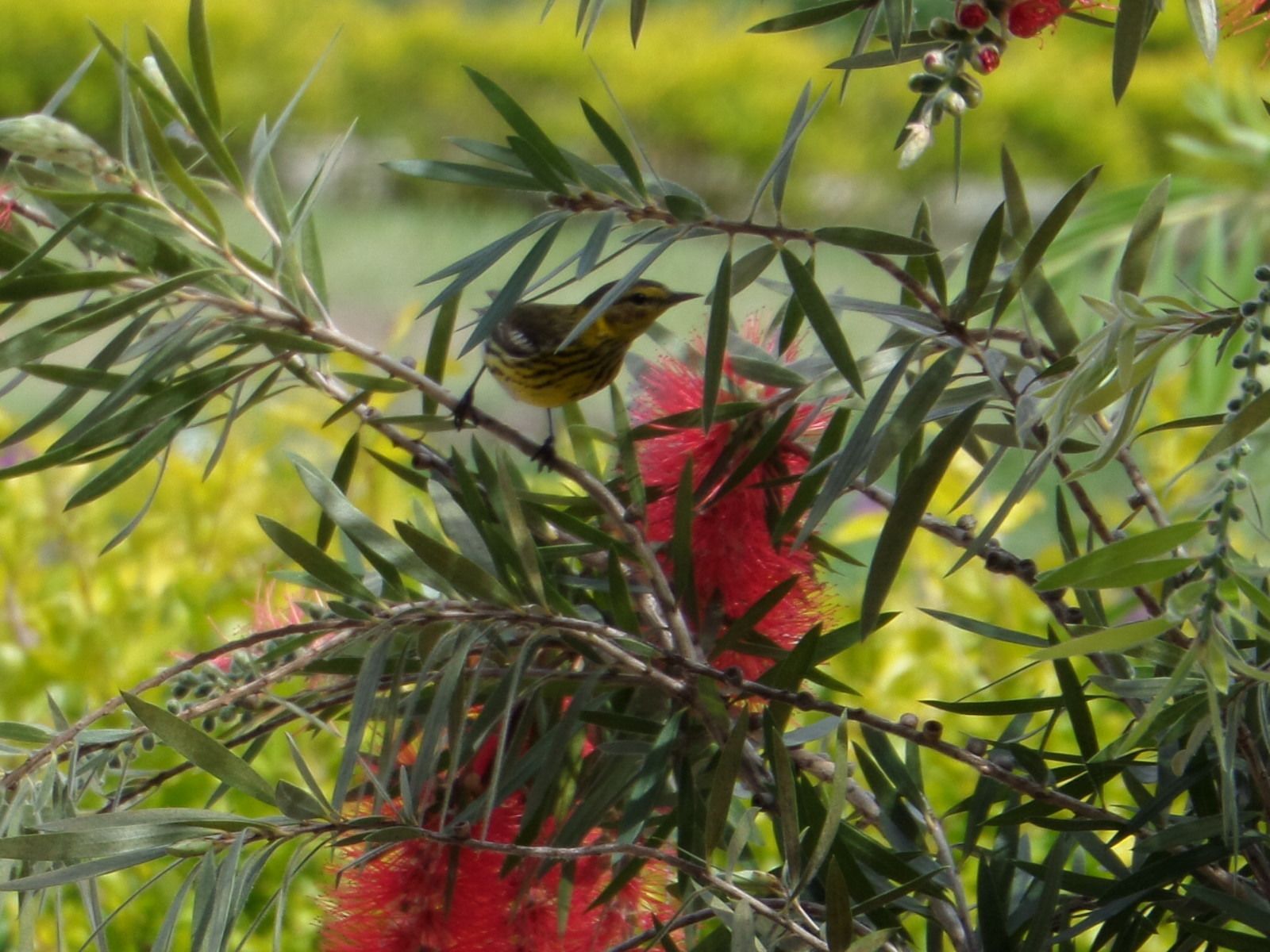 Ein Vogel sitzt auf einem Ast mit roten Blüten und grünem Laub.