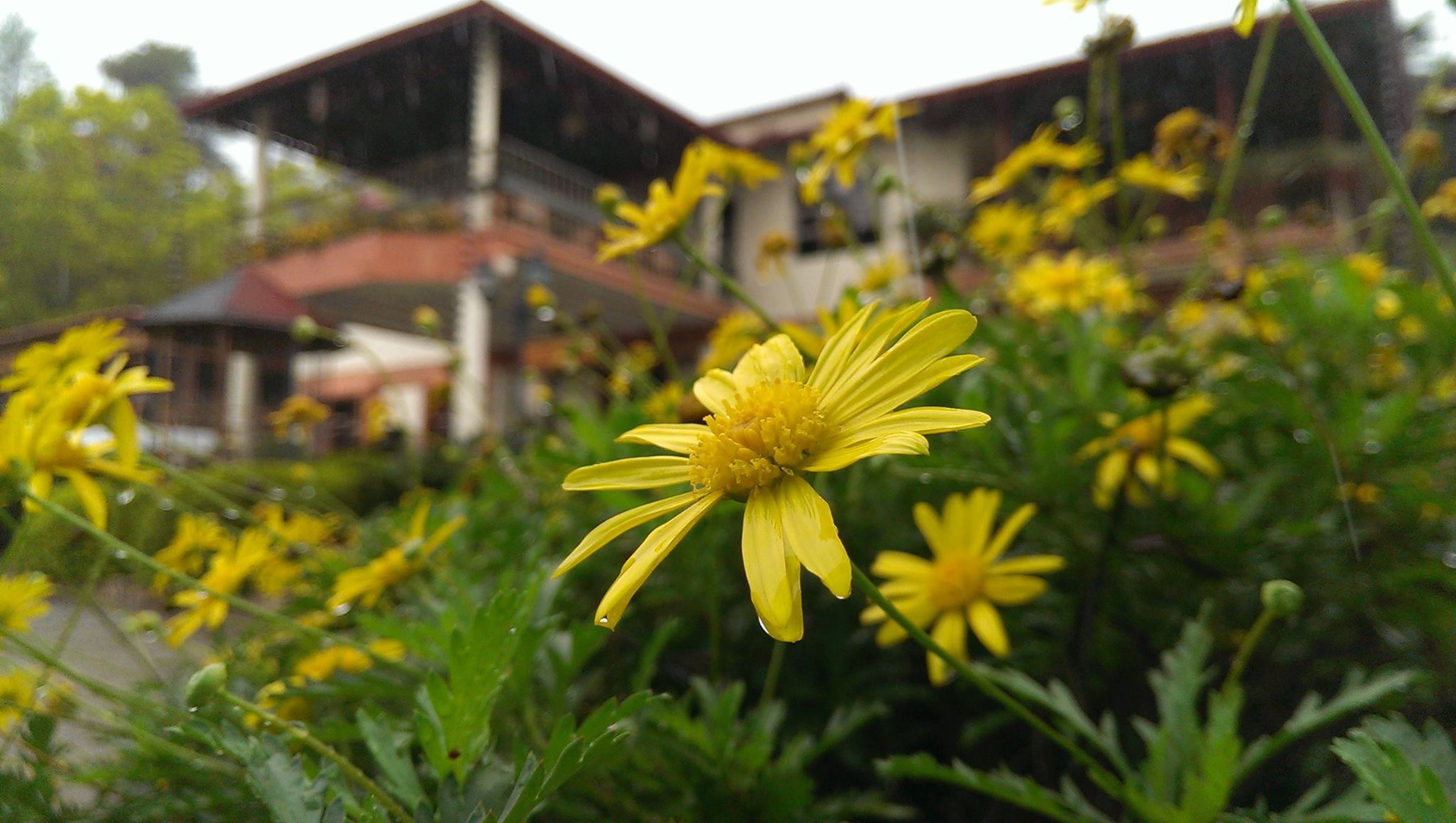 Un bâtiment avec un toit rouge et de nombreuses fenêtres, entouré de fleurs jaunes.