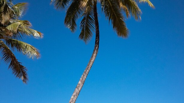 A beach scene with a bicycle leaning against a palm tree. - Hotel Ciribaí (Maceió)
