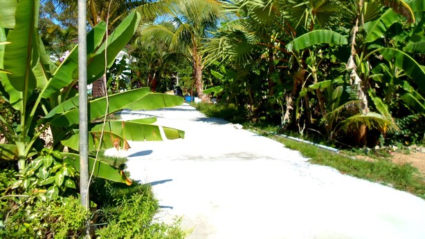A pathway surrounded by lush tropical vegetation, including banana trees and palm trees. - Rewadee Garden Resort (Koh Samui)