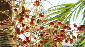 A tree with clusters of red and green fruits. - Areca Homestay (Da Nang)