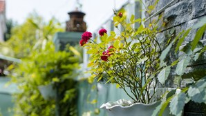 A hanging flower pot with plants and flowers on a stone wall. - Magnolia Garden Villa (Da Nang)