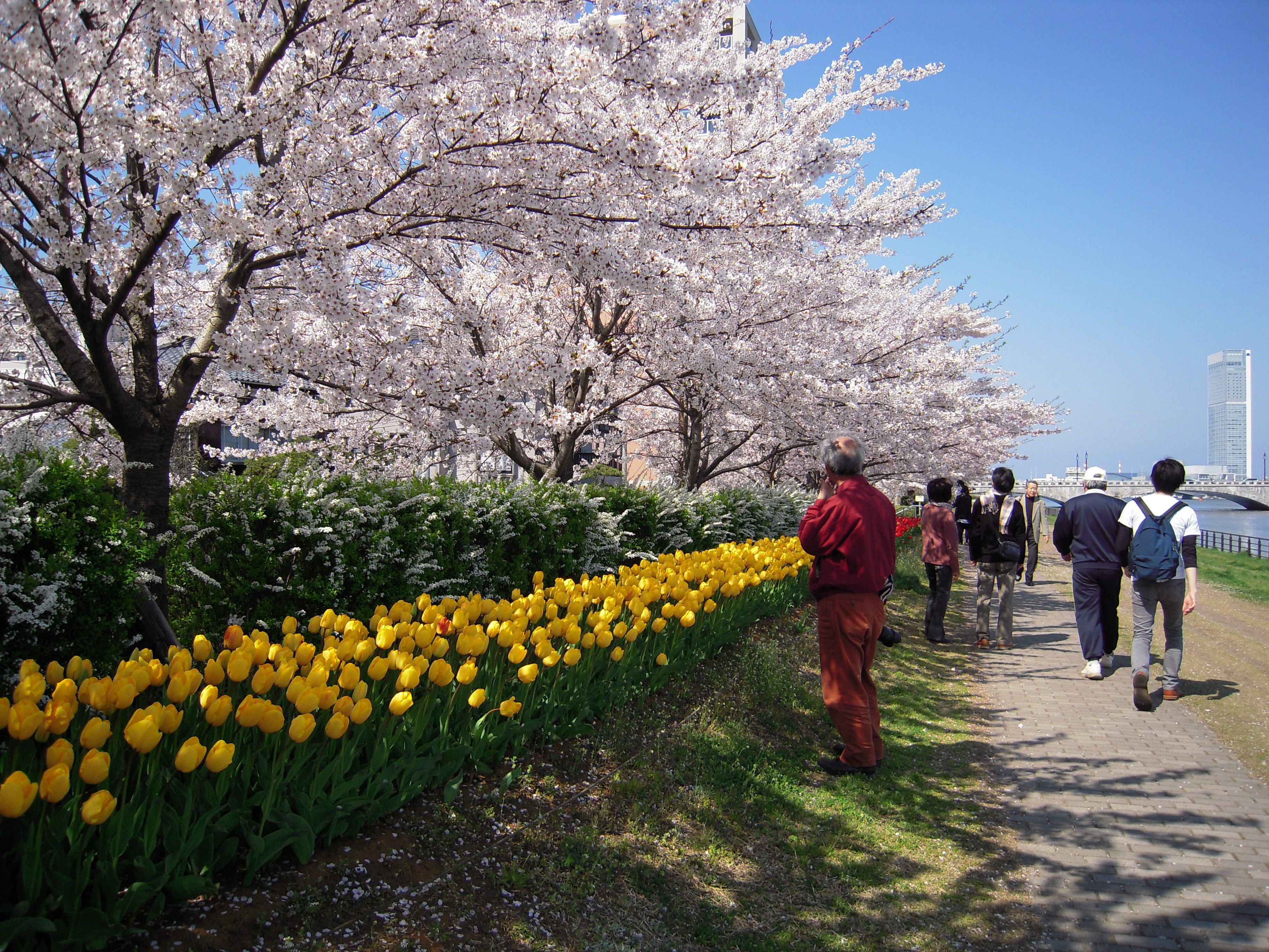 A pathway lined with cherry blossoms and yellow tulips, leading towards a body of water with a bridge and a tall building in the background.