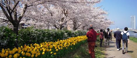 Un sendero bordeado de cerezos en flor y tulipanes amarillos, que conduce hacia una masa de agua con un puente y un edificio alto al fondo.